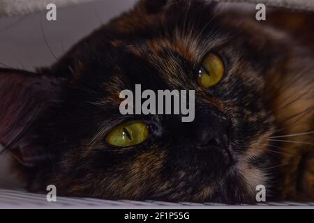 Un gatto tartaruga con occhi verdi Foto Stock