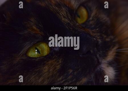 Un gatto tartaruga con occhi verdi Foto Stock