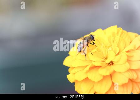 L'ape su un grande fiore giallo di zinnia raccoglie il polline. Spazio di copia Foto Stock