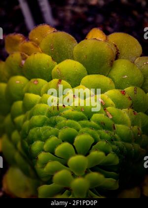 Aeonio piano (Aeonium tabuliforme) in giardino Foto Stock