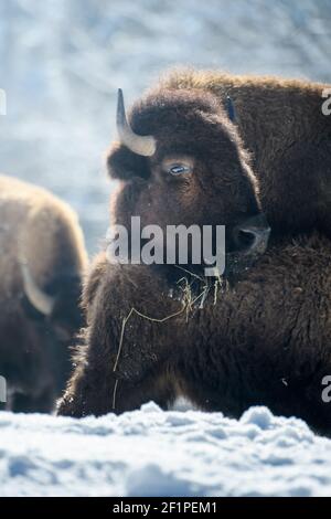 Bisoni in cattività nella neve al Bison Ranch a Les Prés d'Orvin, Giura svizzero Foto Stock