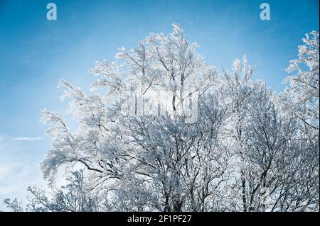 Paesaggio invernale da sogno a Les Prés d'Orvin, Giura svizzero Foto Stock