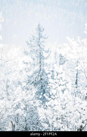 Paesaggio invernale da sogno a Les Prés d'Orvin, Giura svizzero Foto Stock