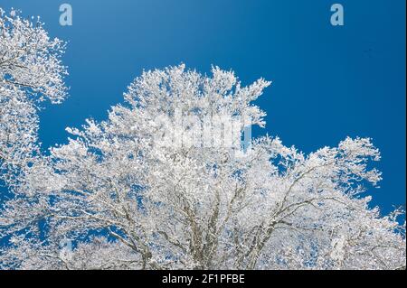 Paesaggio invernale da sogno a Les Prés d'Orvin, Giura svizzero Foto Stock