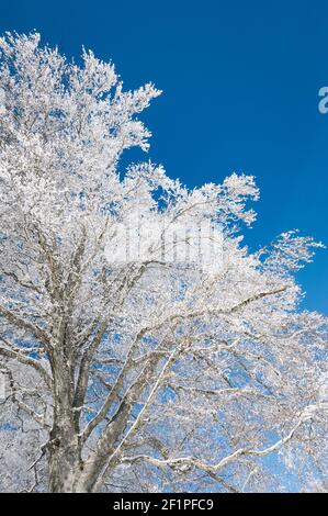 Paesaggio invernale da sogno a Les Prés d'Orvin, Giura svizzero Foto Stock