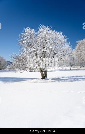 Paesaggio invernale da sogno a Les Prés d'Orvin, Giura svizzero Foto Stock