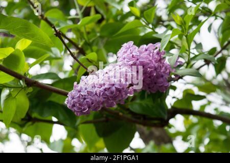 Lilla viola chiaro. Il lilla è una pianta ornamentale molto popolare in giardini e parchi, a causa dei suoi fiori attraenti e profumati. Foto Stock