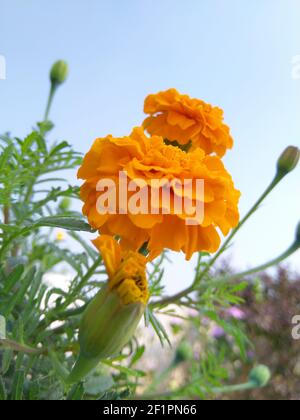 UDAIPUR, INDIA - Feb 14, 2021: I marigolds sono annuali nessun-fuss che possono portare il colore del sole al vostro giardino, così come farfalle, api, ladybug Foto Stock