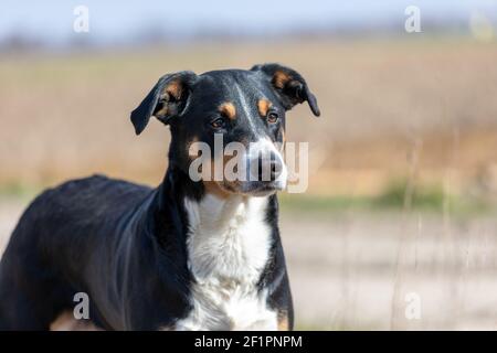 La Appenzeller Il Cane Da Montagna, il ritratto di un cane di close-up. Foto Stock