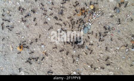 Grandi formiche che lavorano al nido di Anthill Foto Stock