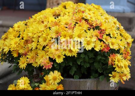 Il giallo è un colore brillante dominante e prominente in queste immagini. Foto Stock