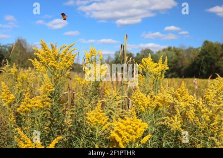 Il giallo è un colore brillante dominante e prominente in queste immagini. Foto Stock