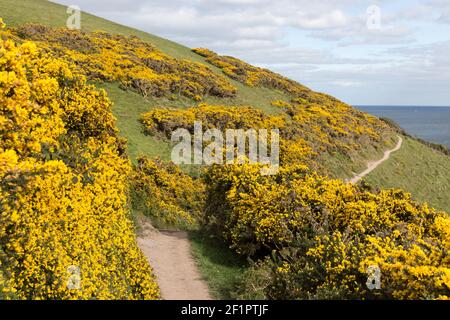 Southwest Coastal Path tra vivaci fiori gialli Gorse, Cornovaglia, Regno Unito Foto Stock