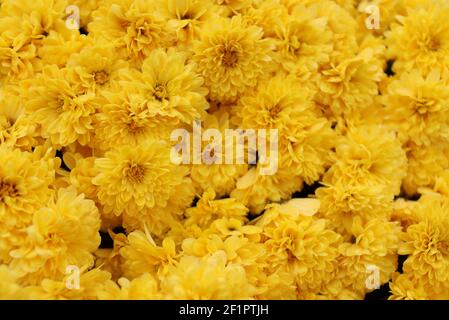 Il giallo è un colore brillante dominante e prominente in queste immagini. Foto Stock