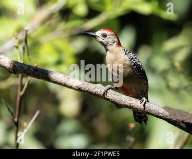 Closeup di Picchio rosso-coronato che perching su un ramo di leasfy nella provincia di Chiriqui, Panama.Nome scientifico è Melanerpes rubrricapillus. Foto Stock