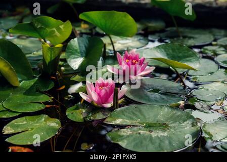 Due gigli d'acqua rosa e foglie verdi in acqua durante La giornata estiva soleggiata fuoco selettivo Foto Stock