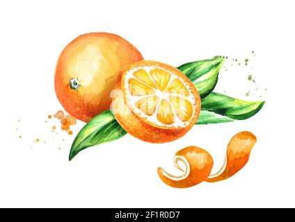 Composizione di frutta e foglie d'arancia fresche. Immagine disegnata a mano con acquerello, isolata su sfondo bianco Foto Stock