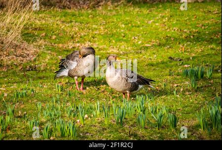 Coppia di oche grigiastre (Anser anser) sulla riva del fiume in primavera sole con daffodil germogli, Gosford Estate, East Lothian, Scozia, Regno Unito Foto Stock