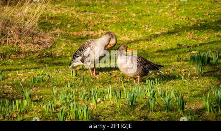 Coppia di oche grigiastre (Anser anser) sulla riva del fiume in primavera sole con daffodil germogli, Gosford Estate, East Lothian, Scozia, Regno Unito Foto Stock