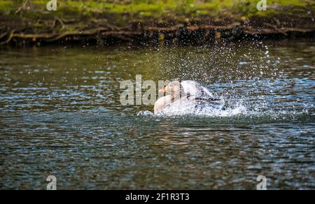 Gylag oca (Anser anser) nuotare in lago spruzzi in acqua per pulire piume, Gosford Estate, East Lothian, Scozia, Regno Unito Foto Stock