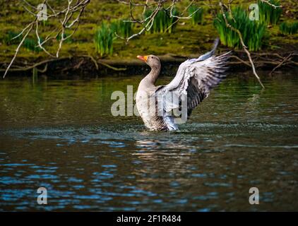 Greylag Goose (Anser anser) nuotare in lago che flap ali allungate, Gosford Estate, East Lothian, Scozia, Regno Unito Foto Stock