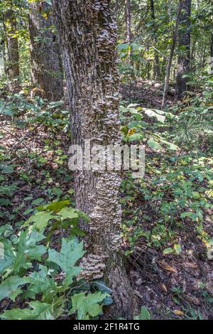 Un albero vivente coperto con fungo della staffa anche conosciuto come funghi scaffali che crescono verso l'alto sulla corteccia del tronco nei boschi Foto Stock