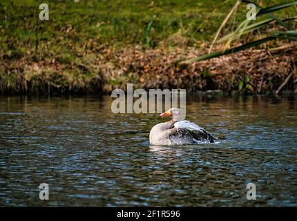 Gylag oca (Anser anser) nuotare in lago spruzzi in acqua per pulire piume, Gosford Estate, East Lothian, Scozia, Regno Unito Foto Stock