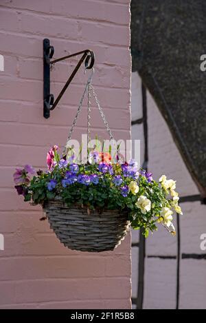 Inghilterra, Regno Unito. 2021. Cesto appeso in fiore con fiori invernali sul muro di una casa nel sud dell'Inghilterra. Foto Stock