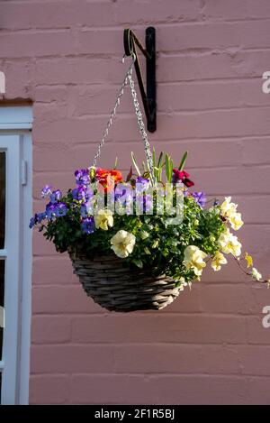 Inghilterra, Regno Unito. 2021. Cesto appeso in fiore con fiori invernali sul muro di una casa nel sud dell'Inghilterra. Foto Stock