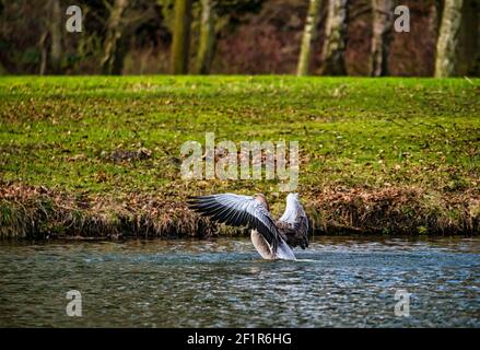 Greylag Goose (Anser anser) nuotare in lago che flap ali allungate, Gosford Estate, East Lothian, Scozia, Regno Unito Foto Stock