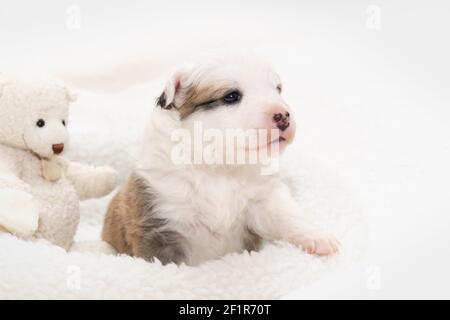 Cane da pastore islandese (Puppy) Foto Stock