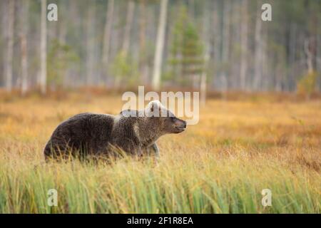 Orso bruno nell'habitat naturale della Finlandia, fauna selvatica della finlandia, incontro raro, grande predatore, natura selvaggia europea. Bella e maestosa Brown Bear U