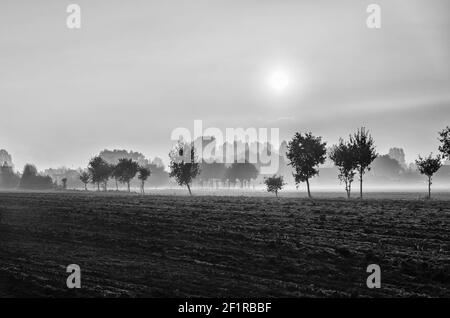 Un colpo di scala di grigi di un campo con alberi piantati sopra una giornata di sole Foto Stock