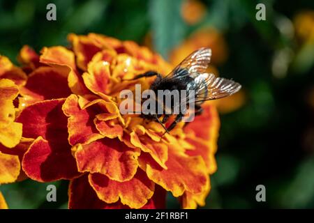 Bumblebee (Bombus pascuorum) su un fiore arancione Foto Stock