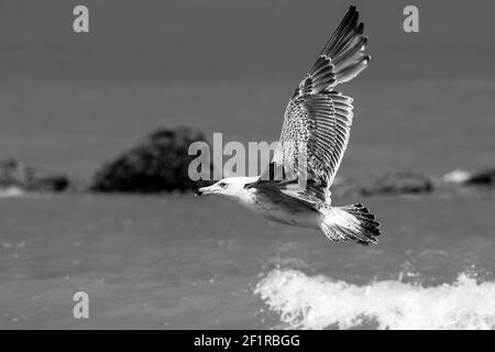 Un colpo in scala di grigi di un gabbiano che sorvola il mare Foto Stock