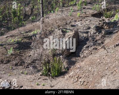 Verdeggiante germogli di pino verde al parco naturale Tamadaba anno dopo il fuoco selvatico, parzialmente bruciato rinnovo della foresta. Fuoco selettivo. Gran Canaria, Isole Canarie Foto Stock