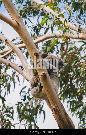 Dormire koala su un albero di eucalipto alla riserva naturale di Tower Hill, Victoria, Australia Foto Stock