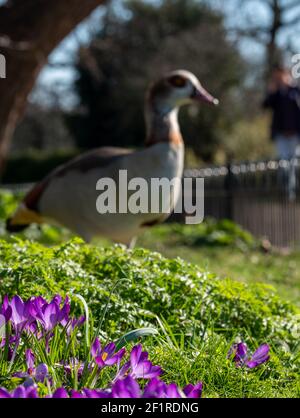 L'oca egiziana che si aggira tra i crocus viola in primavera. Fotografato vicino al lago nel Parco del Regent. Londra, Regno Unito. Foto Stock