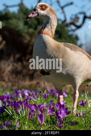 L'oca egiziana che si aggira tra i crocus viola in primavera. Fotografato vicino al lago nel Parco del Regent. Londra, Regno Unito. Foto Stock