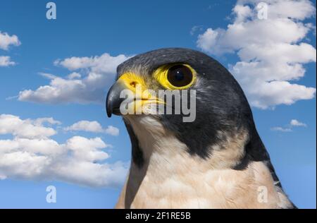 Falcon; Peregrine Falcon; New Mexico; Monti San Juan; Fauna; Uccelli; Uccelli di preda; rapitori; Foto Stock