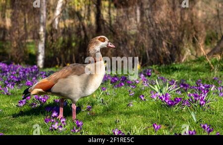 L'oca egiziana che si aggira tra i crocus viola in primavera. Fotografato vicino al lago nel Parco del Regent. Londra, Regno Unito. Foto Stock