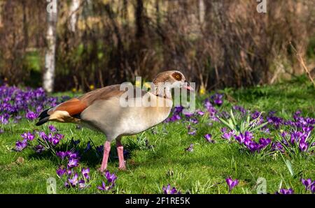 L'oca egiziana che si aggira tra i crocus viola in primavera. Fotografato vicino al lago nel Parco del Regent. Londra, Regno Unito. Foto Stock