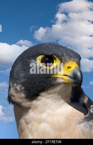 Falcon; Peregrine Falcon; New Mexico; Monti San Juan; Fauna; Uccelli; Uccelli di preda; rapitori; Foto Stock