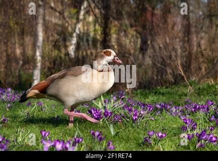 L'oca egiziana che si aggira tra i crocus viola in primavera. Fotografato vicino al lago nel Parco del Regent. Londra, Regno Unito. Foto Stock