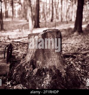 tree stump coperto di lichene, percorso e alberi sullo sfondo Foto Stock