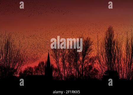 Silhouette di murmurata di stelle europee / gregge di stelle comuni (Sturnus vulgaris) sorvolando la torre della chiesa e arroccando tra gli alberi al tramonto Foto Stock