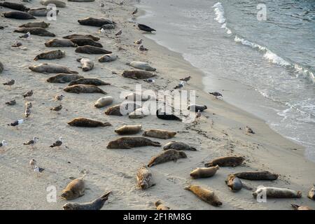 Leoni marini e foche che si annidano in una baia sotto il sole a la Jolla, San Diego, California. Foto Stock