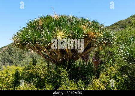 Albero tropicale all'interno del Wrigley Memorial e del Giardino Botanico di Santa Isola di Catalina Foto Stock