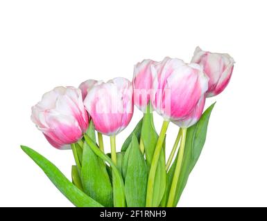 Bouquet di rosa con fiori di tulipano bianco primaverile primo piano su sfondo bianco isolato. Composizione floreale festosa per il giorno delle donne, festa delle madri Foto Stock