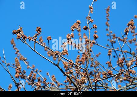 Acero d'argento, acero di ruscello, acero di foglia argentata, Siber-Ahorn, Acer saccarinum, ezüst juhar, Budapest, Ungheria, Magyarország, Europa Foto Stock